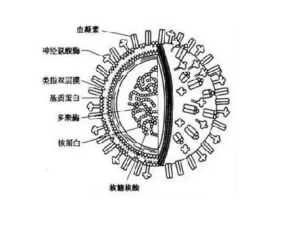 FITC-長柔毛野豌豆外源凝集素 (VVL, VVA)；(FITC-VVL, VVA)