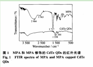 3-巰基丙酸修飾碲化鎘量子點