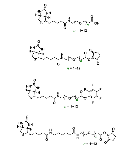 基于生物素的定制合成技術