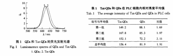 CdTe量子點共價偶聯多肽Tat