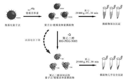 鏈酶親和素標記的CdSe/ZnS量子點